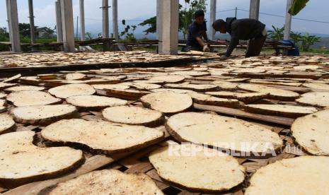 Pekerja menjemur chips (irisan tipis) porang di Kresek, Kabupaten Madiun, Jawa Timur, Kamis (23/9/2021). Sebagian tengkulak memproses umbi porang untuk diproduksi menjadi chips porang kering sebelum dijual ke pabrik untuk mendapatkan keuntungan dari selisih harga umbi basah Rp5.500 per kilogram bila dijual dalam bentuk chips kering Rp38 ribu per kilogram, atau penyusutan 85 persen dari 100 kilogram umbi basah menjadi 15 kilogram chips kering. 