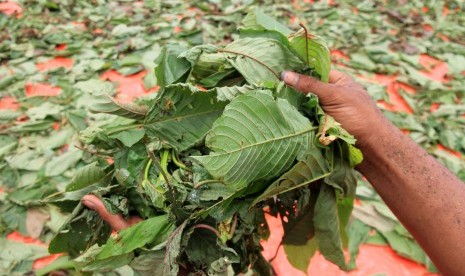 Pekerja menjemur daun kratom (Mitragyna speciosa) di salah satu tempat penampungan Desa Drin Rampak, Kecamatan Johan Pahlawan, Aceh Barat, Aceh, Senin (1/4/2019). 