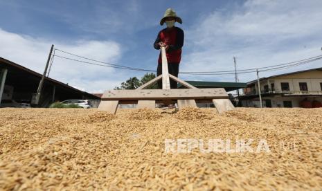 Harga Gabah di Lampung Tinggi, Beras Ikut Naik (ilustrasi).