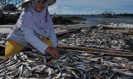 Pekerja menjemur ikan asin hasil tangkapan nelayan Sumur di Kampung Sumur, Sumur, Pandeglang, Banten, Jumat (8/2/2019).