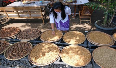 Hukum Mengkonsumsi Kopi Luwak (ilustrasi).