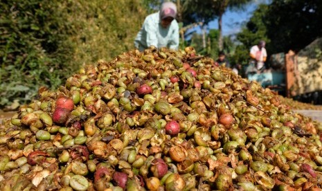 Pekerja menjemur kopi Robusta 