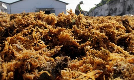 Rumput laut yang sedang dijemur. (Dok)