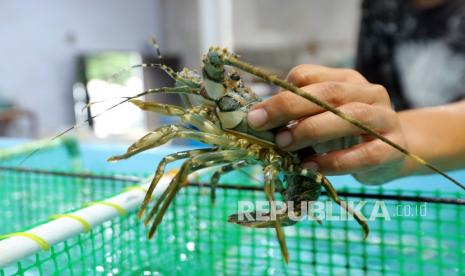 Pekerja menunjukan hasil panen lobster yang dibudidayakan di Kampung Lobster Pantai Bangsring, Banyuwangi, Jawa Timur, Ahad (27/3/2022). Budidaya lobster yang sudah mampu menembus pasar ekspor itu kini mengalami kesulitan mendapatkan benih karena bersaing dengan eksportir gelap yang membeli dengan harga lebih tinggi.