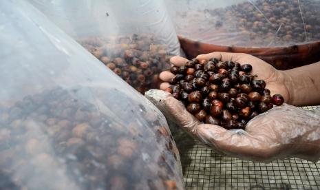 Pekerja menunjukkan proses fermentasi kopi wine di Pasirwangi, Kabupaten Garut, Jawa Barat. Dekopi berkolaborasi dengan Kementan akan mengembangkan kopi nasional,