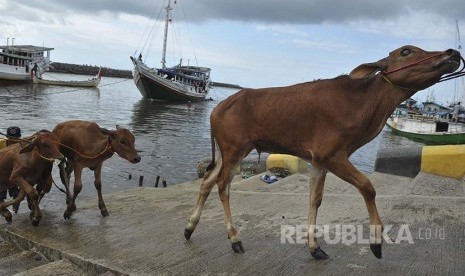 Pekerja menurunkan sapi dari kapal pengangkut di Pelabuhan Kalbut, Situbondo, Jawa Timur, Kamis (13/10). Kementerian Perhubungan (Kemenhub) meningkatkan anggaran subsidi kapal ternak untuk tahun ini. 