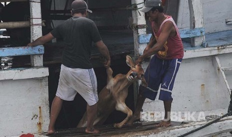 Kementerian Perhubungan (Kemenhub) memastikan enam kapal ternak tetap beroperasi meskipun dalam kondisi pandemi Covid-19. 