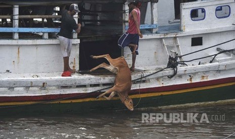 Pekerja menurunkan sapi dari kapal pengangkut di Pelabuhan Kalbut, Situbondo, Jawa Timur, Kamis (13/10). Pekerja tersebut menurunkan sapi dengan cara melempar ke laut karena tidak adanya fasilitas bongkar muat ternak di pelabuhan tersebut.