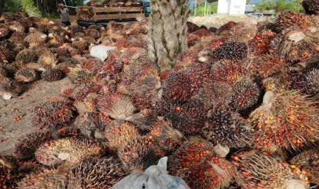 Pekerja menurunkan Tandan Buah Segar (TBS) sawit dari atas mobil di Desa Lemo - Lemo, Kabupaten Mamuju Tengah, Sulawesi Barat, Sabtu (2/7/2022). 