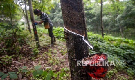 Pekerja menyadap karet di perkebunan karet Cigentur, Cikalong Wetan, Kabupaten Bandung Barat, Jawa Barat, Jumat (3/1/2020). Bank Indonesia memprediksi harga komoditas karet pada 2020 akan membaik yang dipicu oleh pertumbuhan ekonomi dunia pada 2020 akan bergerak dari 3,2 persen menjadi 3,5 persen. 