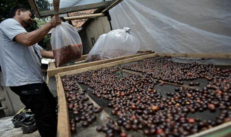 Pekerja menyelesaikan proses fermentasi kopi wine di Pasirwangi, Kabupaten Garut, Jawa Barat, Selasa, (29/9/2020). Pengolahan fermentasi kopi wine jenis arabika tersebut diproses secara fermentasi selama 20 hari sehingga menciptakan rasa unik menyerupai aroma wine dan dijual Rp250 ribu per kg.