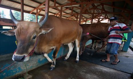 Pemkot Mojokerto Turunkan Tim Pemantau Hewan Qurban (ilustrasi).