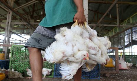 Pekerja menyiapkan ayam potong untuk pembeli di Padang, Sumatra Barat, Jumat (7/1/2022). Provinsi Sumatra Barat melakukan sertifikasi halal untuk juru sembelih ayam potong.