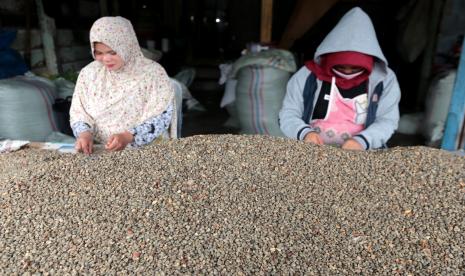 Pekerja menyortir biji kopi arabika Gayo untuk diekspor di Bebesen, Aceh Tengah, Aceh, Ahad (28/8/2022). Sekitar 85 persen hasil panen kopi arabika Gayo di Kabupaten Aceh Tengah, Bener Meriah dan Gayo Lues diekspor ke beberapa negara sedangkan 15 persen lainnya untuk memenuhi permintaan pasar lokal dan sejumlah daerah di Indonesia. 