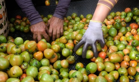 Harga Tomat Anjlok: Pekerja menyortir buah tomat di areal persawahan Desa Bajangan, Parakan, Temanggung, Jawa Tengah, Senin (4/3/2019).