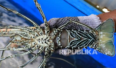 Pekerja menyortir lobster sebelum dimasukkan ke dalam keramba apung di Desa Potongan, Simeulue Timur, Simeulue, Aceh, Senin (31/1/2022). Pelaku usaha mengaku, lobster hasil budidaya tersebut diekspor ke beberapa Negara ASEAN melalui agen penampung di Jakarta dengan harga jual berkisar antara Rp330 ribu sampai Rp1.250.000 per kilogram tergantung jenis dan ukuran. 