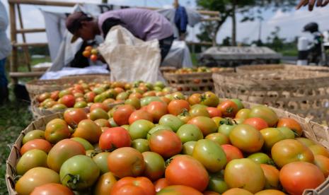 Pekerja menyortir tomat yang baru dipanen di persawahan desa Danupayan, Bulu, Temanggung, Jawa Tengah, Rabu (29/4/2020). Menurut petani sejak sepekan terakhir harga tomat di tingkat petani turun menjadi Rp4.000 dari harga sebelumnya Rp5.500 akibat panen bersamaan di sejumlah sentra pertanian sayuran.