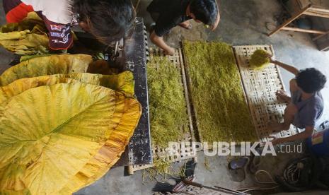 Pekerja merajang daun talas yang telah diperam selama tiga hari di sentra produksi daun talas rajang di Ngunut, Kabupaten Tulungagung, Jawa Timur, Kamis (27/1/2022). Daun talas rajang untuk bahan baku rokok herbal pengganti tembakau ini dijual dengan harga mulai Rp 19 ribu hingga Rp 24 ribu per kilogram dengan pangsa pasar ekspor ke Australia hingga Amerika Serikat