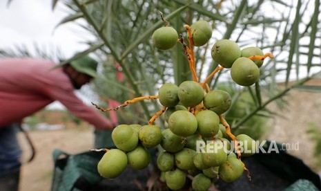 MUI Gagas Penanaman Pohon Kurma di NTB. Pekerja merawat pohon kurma.