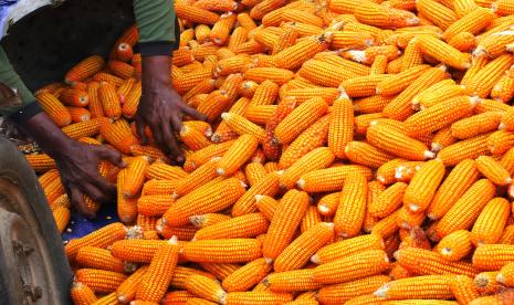 Pekerja merontokkan jagung usai panen di ladang petani Ayam Putih, Kebumen, Jawa Tengah.