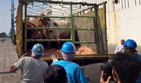 Pekerja pelabuhan membongkar muat sapi Australia yang tiba di Jakarta, Rabu (2/9).