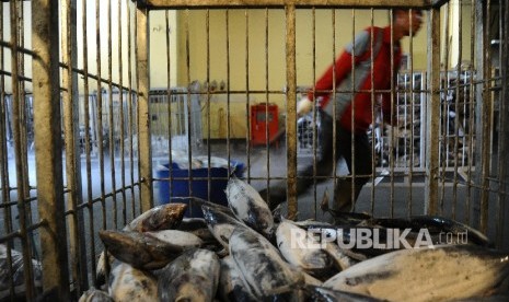 Pekerja sedang melakukan bongkar muat pada gudang ruang pendingin (cold storage) ikan di Jakarta. (Republika/Tahta Aidilla)