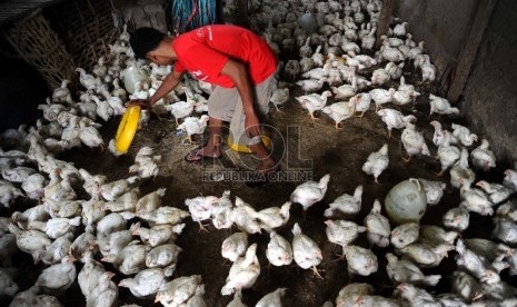 Pekerja sedang memberikan minum pada pusat penjual Unggas di Pisangan ,Jakarta, Rabu (19/8). 