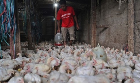 Pekerja sedang memberikan minum pada pusat penjual Unggas di Pisangan ,Jakarta, Rabu (19/8). 