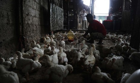 Pekerja sedang memberikan minum pada pusat penjual Unggas di Pisangan ,Jakarta, Rabu (19/8).