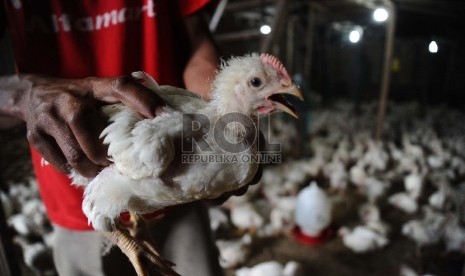  Pekerja sedang memilih pada pusat penjual Unggas di Pisangan ,Jakarta, Rabu (19/8).