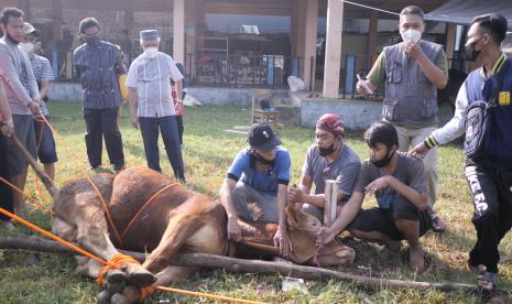 Pelaksanaan Kurban di Kampus Ars University