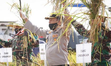 Pelaksanaan panen raya padi yang dilakukan Kapolda Jawa Tengah, Irjen Pol Ahmad Luthfi di di Desa Kali Gelang, Kecamatan Taman, Kabupaten Pemalang, Jawa Tengah, Sabtu (18/7).