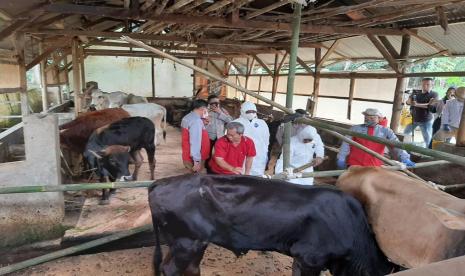 Pelaksanaan vaksinasi PMK di Kabupaten Ciamis, Senin (27/6/2022). 