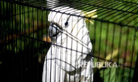 Burung Kakaktua di Kebun Binatang Masjid Jin (ilustrasi)