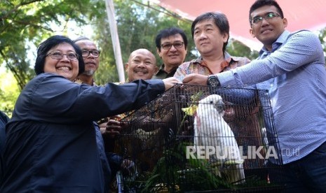 Menteri LHK Siti Nurbaya melepasliarkan Jalak Putih di Taman Safari Indonesia, Bogor, Jawa Barat, Sabtu (11/6).