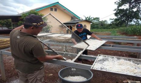 Pelatihan pembuatan tepung mocaf. Pemerintah Provinsi (Pemprov) Lampung siap untuk menggeliatkan dan meningkatkan produksi mocaf atau tepung singkong