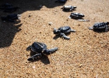 Pelepasan anak tukik di Pantai Mertasari, Sanur, Bali