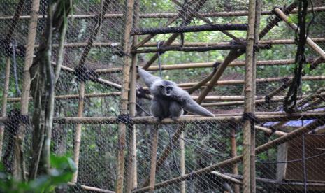 Pelepasan Owa Jawa di Gunung Puntang, Kabupaten Bandung, Selasa (27/10). 