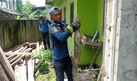 Pemadam mengevakuasi biawak dari rumah warga di kawasan Katulampa, Kecamatan Bogor Timur, Kota Bogor, Sabtu (30/10).