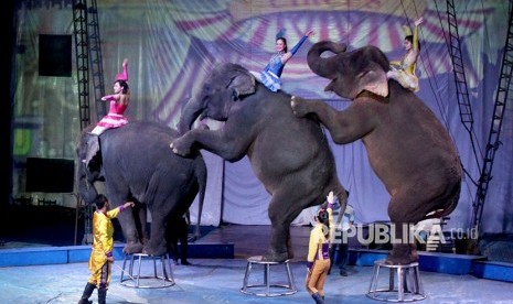 Pemain sirkus bersama gajah terlatih menunjukan kebolehannya pada pertunjukan Circus Oriental Indonesia di kawasan Cibinong, Bogor, Jawa Barat, Kamis (21/6). 