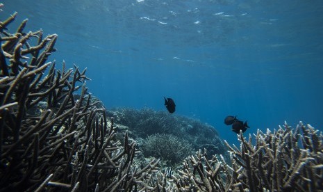 Pemandangan bawah laut di Pantai Sulamadaha, Ternate, Maluku Utara, Rabu (10/3).