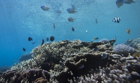 Pemandangan bawah laut di Pantai Sulamadaha, Ternate, Maluku Utara.