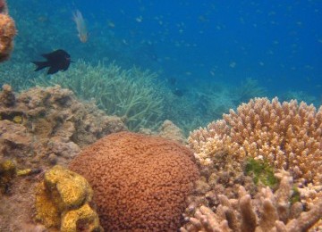 Pemandangan bawah laut sekitar Pulau Kaliage