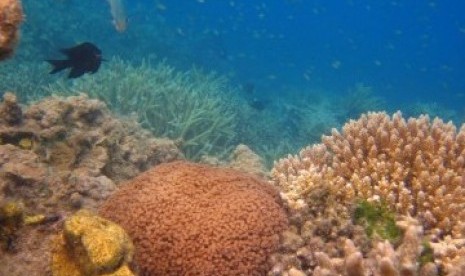 Pemandangan bawah laut sekitar Pulau Kaliage