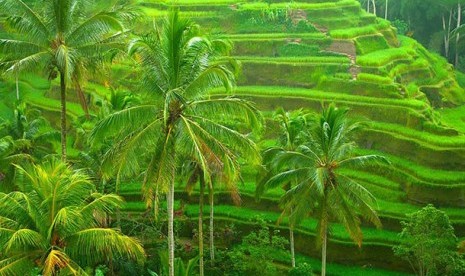 Pemandangan daerah wisata di Ubud, Bali