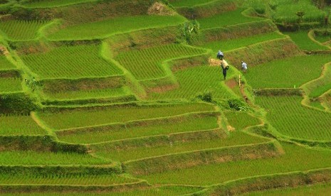 Pemandangan lahan pertanian di Desa Sukamukti, Kabupaten Tasikmalaya, Jawa Barat, Senin (31/10). 