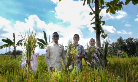 Pemandangan langka terjadi saat Pimpinan DPRD Kota Bogor melakukan panen raya padi bersama Kelompok Tani Subur Makmur Rabu (17/11). Panen padi menjadi hal yang menarik karena semakin sempitnya luasan lahan sawah di Kota Bogor.  Hadir dalam panen raya di lahan sawah yang berada di Saung Sadulur JM, Sindangsari Bogor Timur ini antara lain Ketua DPRD Kota Bogor Atang Trisnanto, Wakil Ketua I DPRD Kota Bogor Jenal Mutaqin dan Wakil Ketua II DPRD Kota Bogor Dadang Iskandar Danubrata.