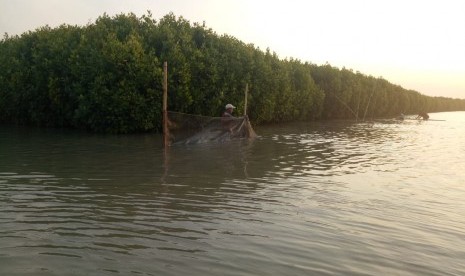 Pemasangan waring/ fishnet di sepanjang pesisir untuk melindungi area konservasi mangrove dari tumpahan minyak.