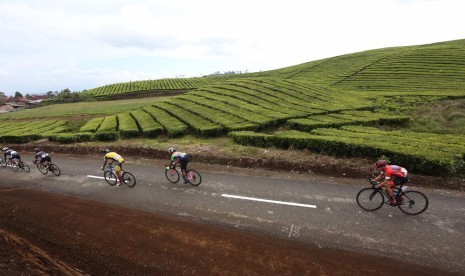 Pembalap Tour de Singkarak melintasi Kebun Teh di Kabupaten Kerinci di etape VII Tour de Singkarak 2019, Jumat (8/11) 