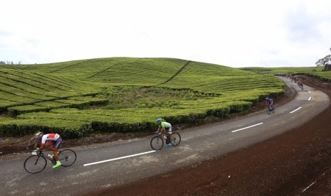 Pembalap Tour de Singkarak melintasi Kebun Teh di Kabupaten Kerinci di etape VII Tour de Singkarak 2019, Jumat (8/11) 